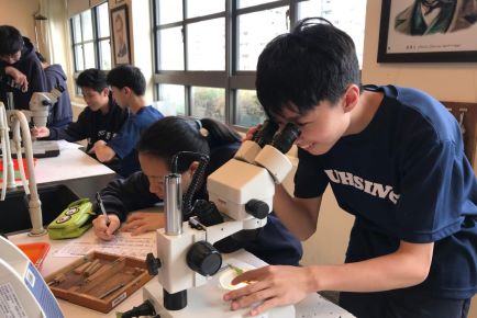 蕨類解剖及顯微鏡觀察